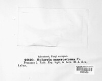 Lophiostoma macrostomum image